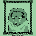 Don't Be Fooled - Shetland Sheepdog puppy